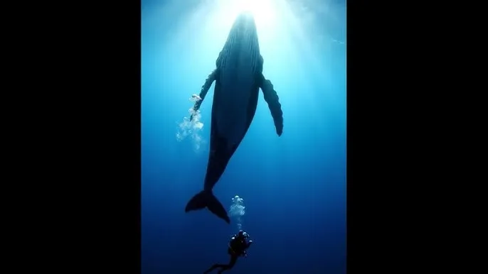 超能太监 - 深蓝星球：探索海洋深处的未知世界
